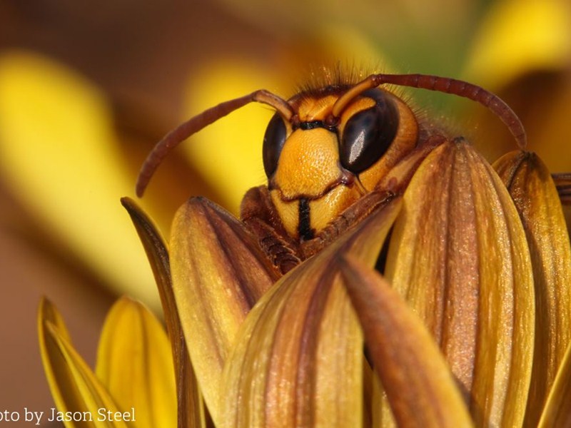 Jim Higham captured this perfect moment in this winner at the Kent Wildlife Photographer awards