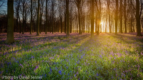 David Jenner's Bluebell Sunset is a winner at the Kent Wildlife Photographer awards