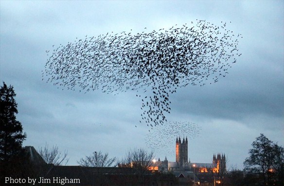 Jim Higham captured this perfect moment in this winner at the Kent Wildlife Photographer awards