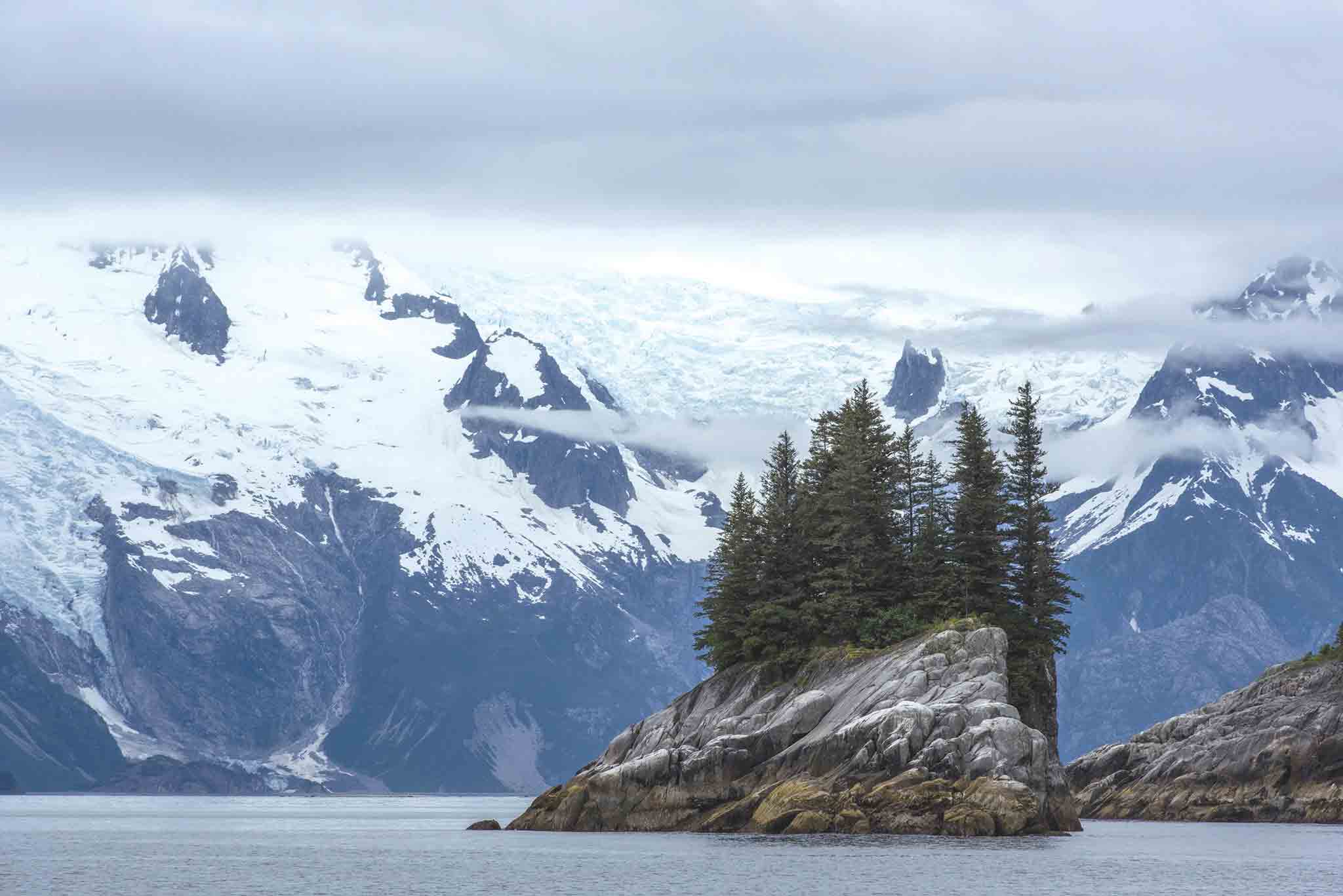 Alaska Bear