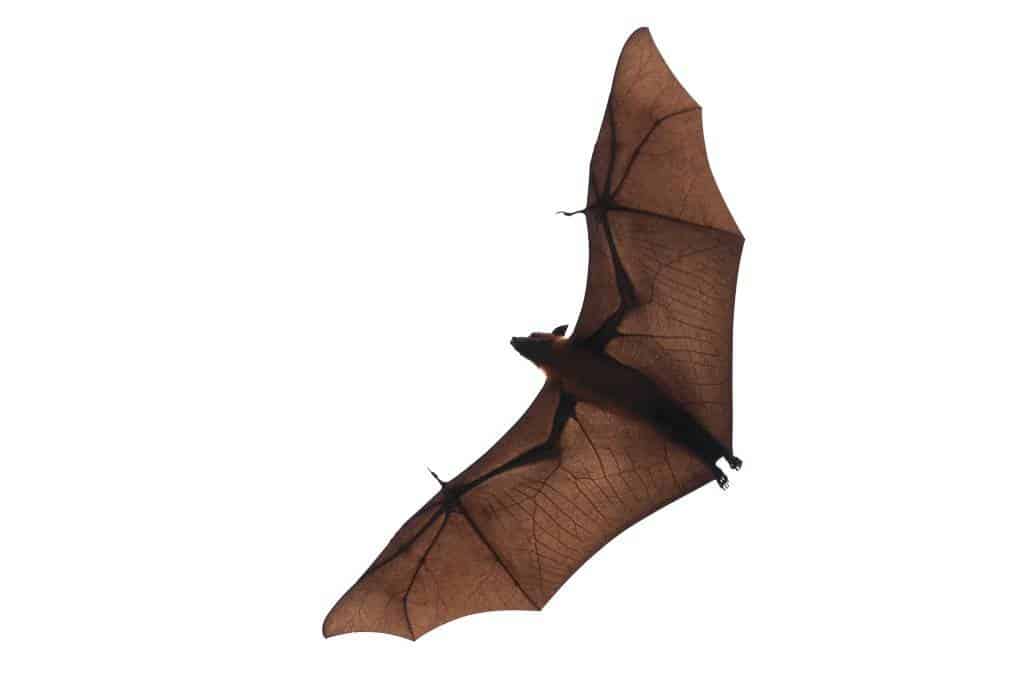 Bats