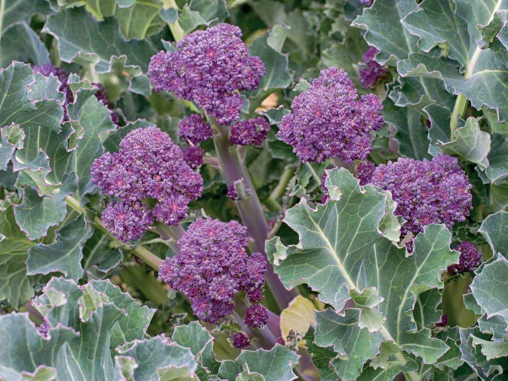 Broccoli