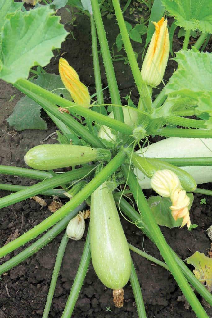 Courgettes