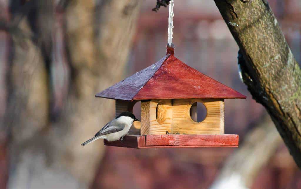 Feeding Box