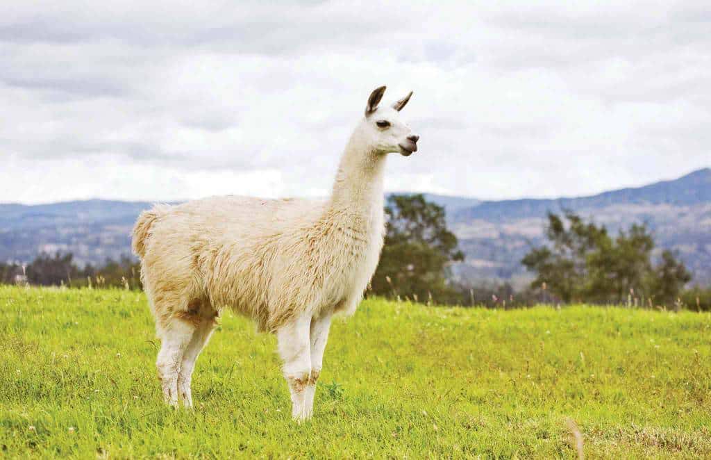 Llama