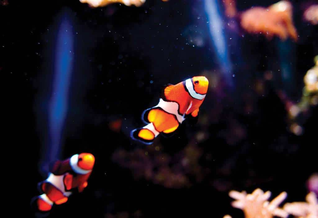 Orange Clownfish