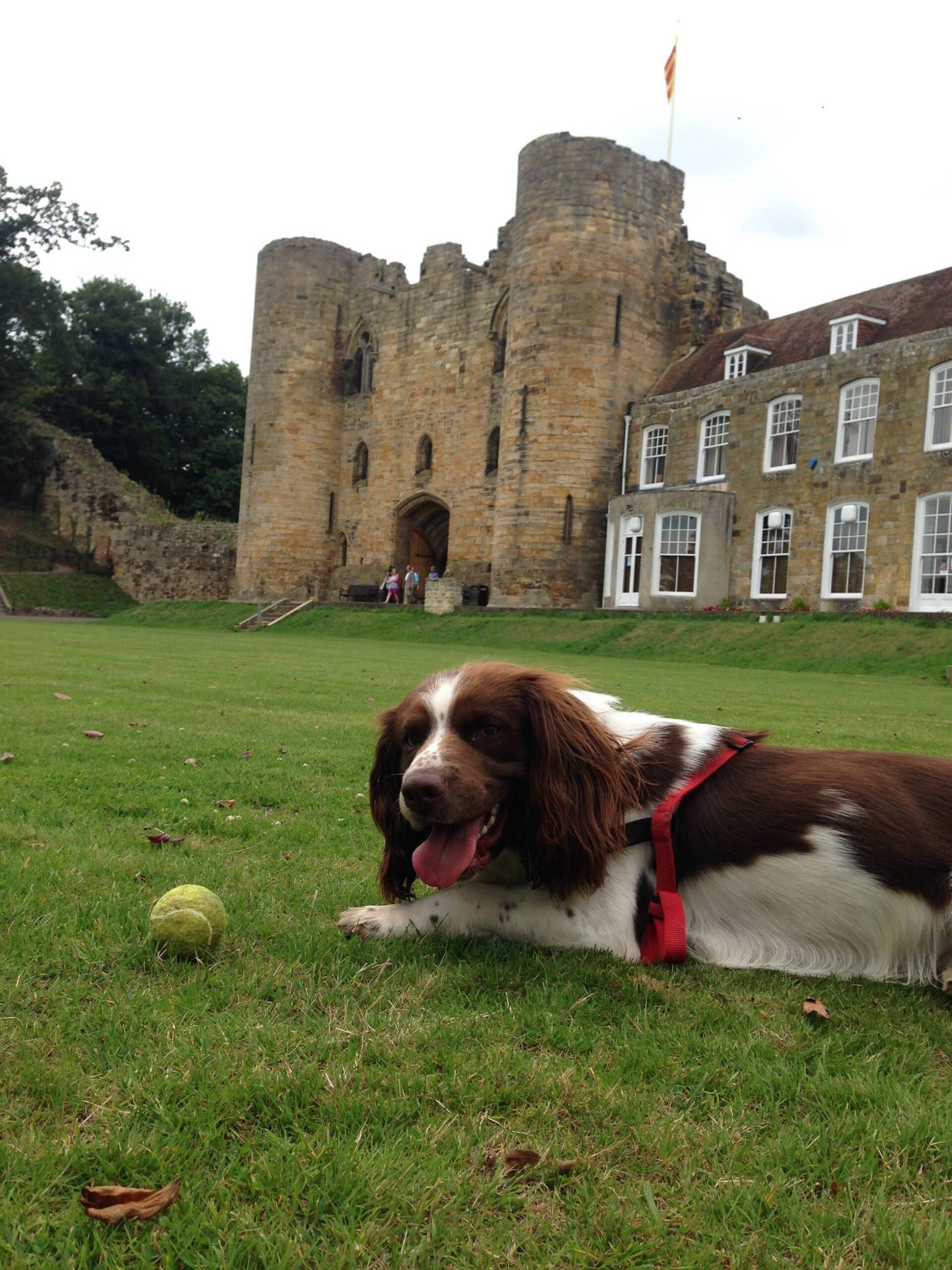 RUNNING FREE - Bailey may have to be on the lead at the Castle soon