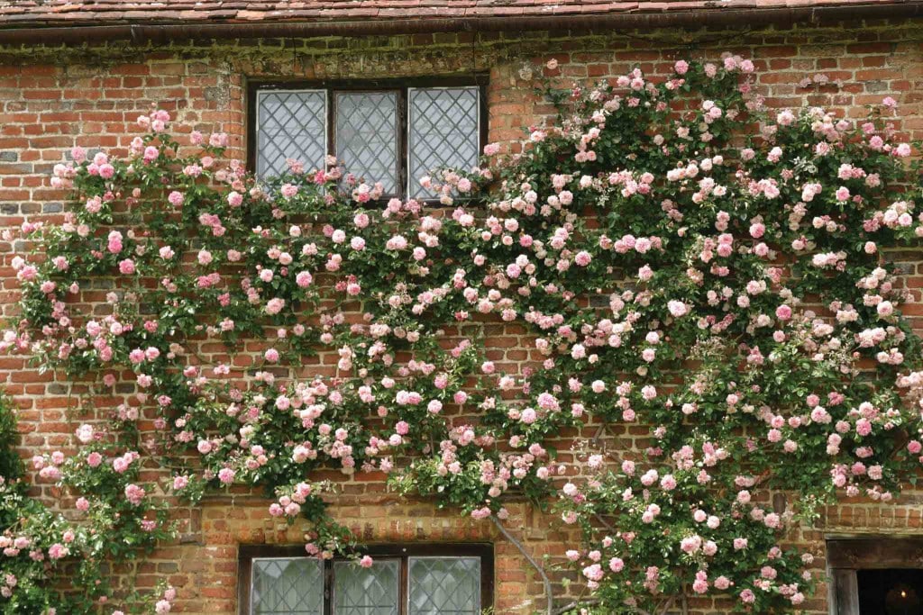 Roses 4