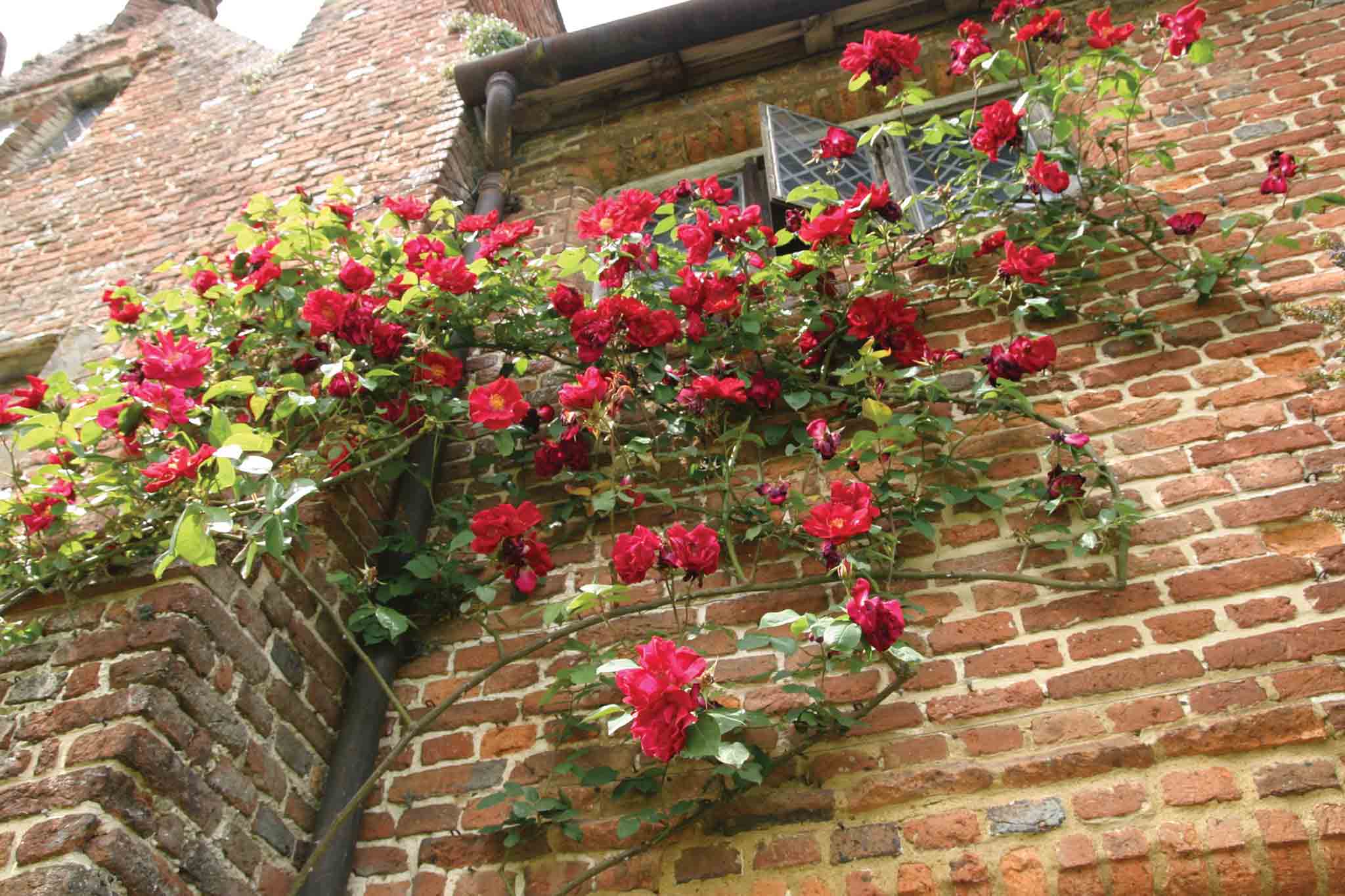 Roses 4