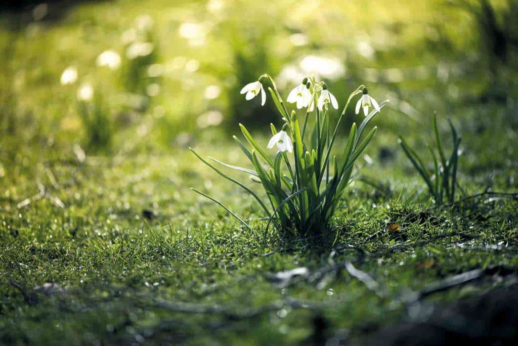 Snowdrops