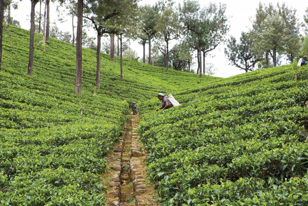 Sri Lanka 4