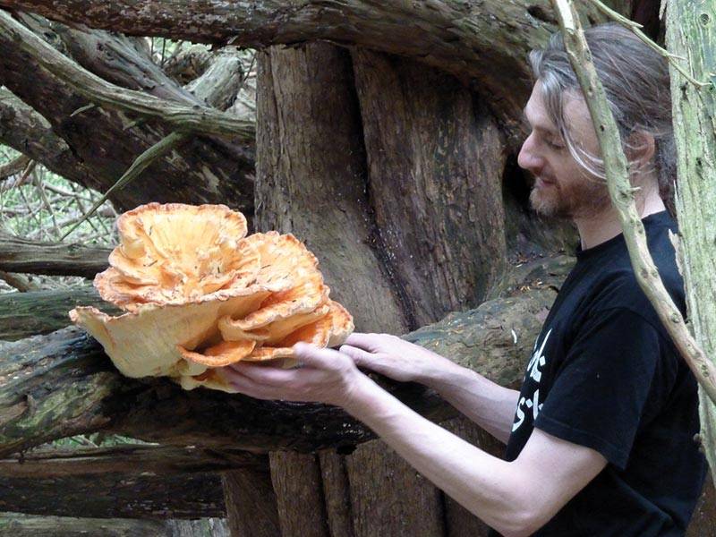 The magic of mushrooms 3