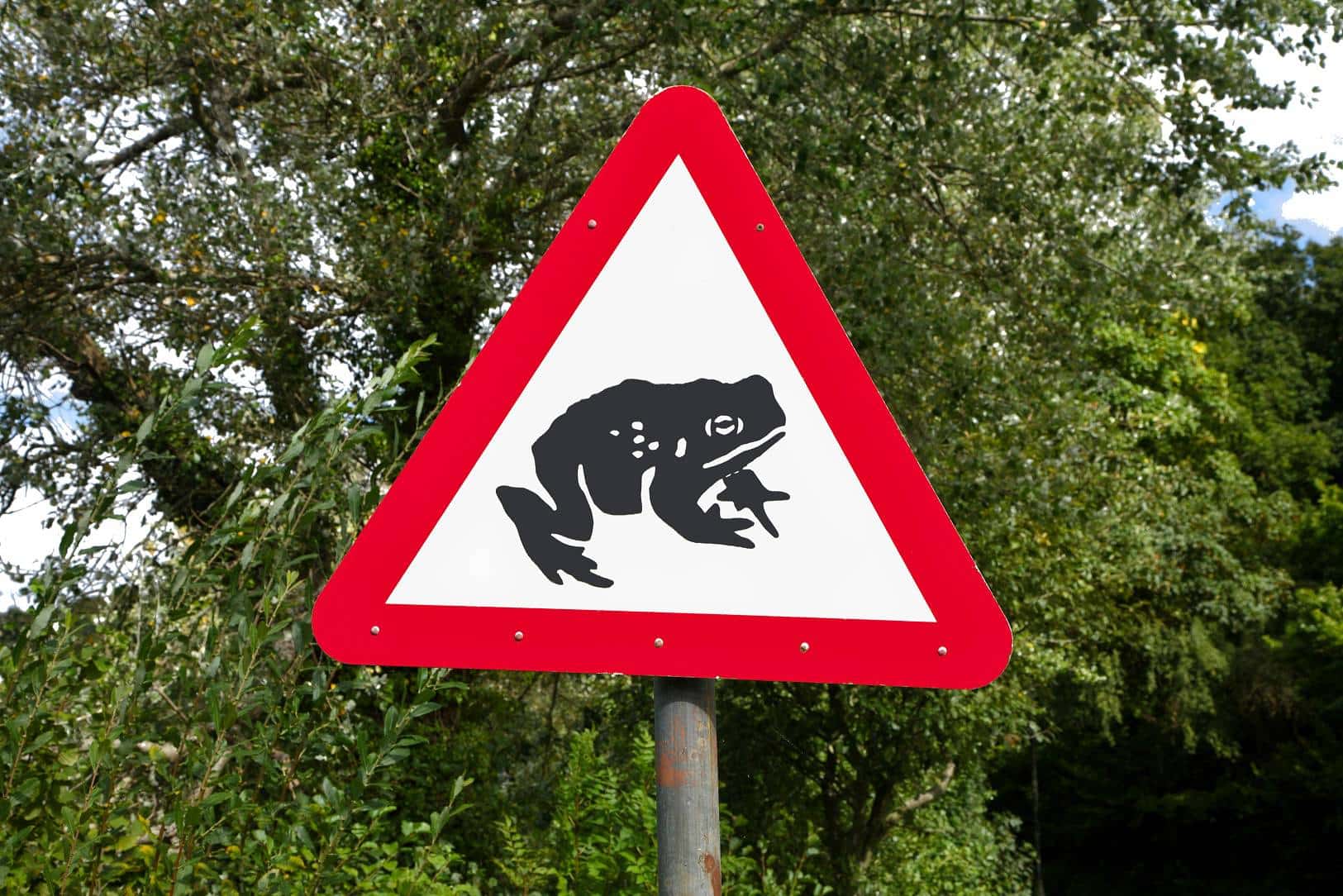 Goodbye Mr Toad? Locals urged to keep eyes peeled to protect our hopping friends