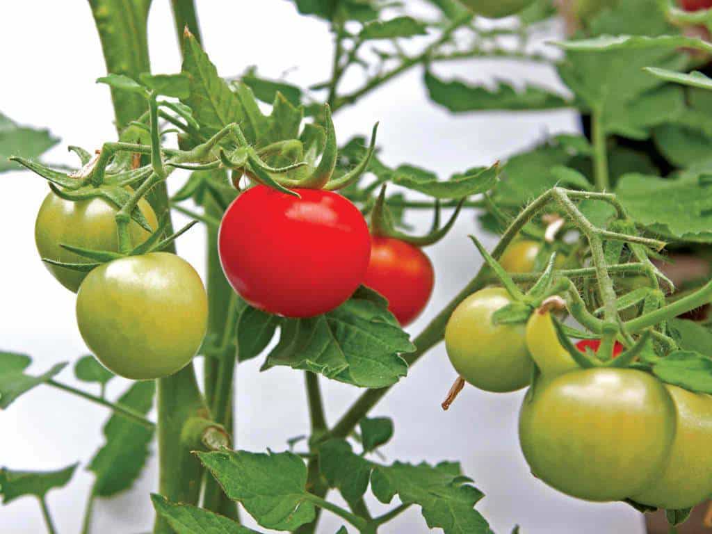 Tomatoes