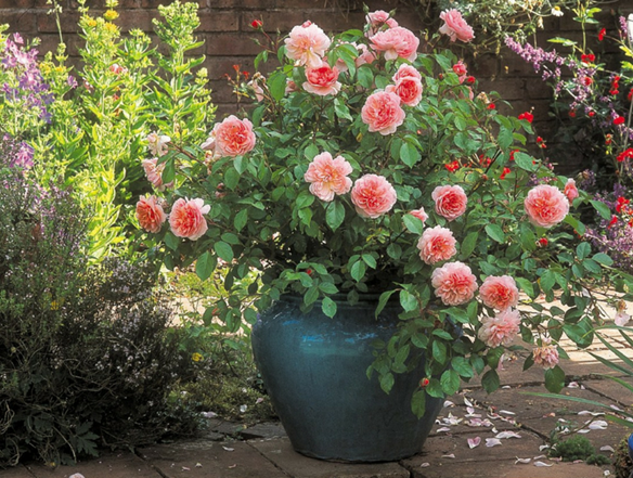 Anne Boleyn Roses are a stunning site at hever