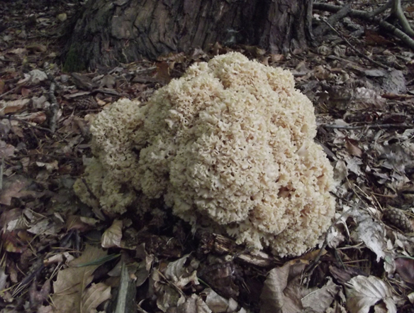 Cauliflower Fungus is absolutely unmistakable and can be found in Kent and the High Weald