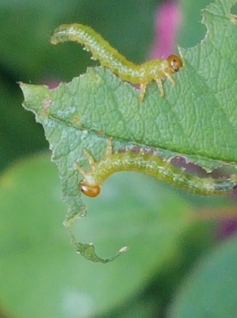 Hungry Caterpillars Eating