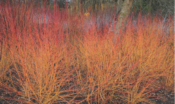 Cornus Sanguinia is a fiery red dogwood that looks great in winter.