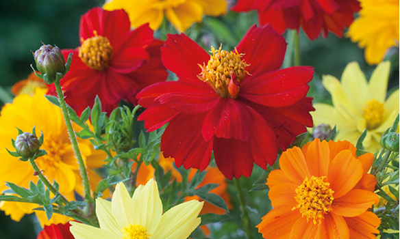 So many colours, but we love 'Brightness' for summer colour