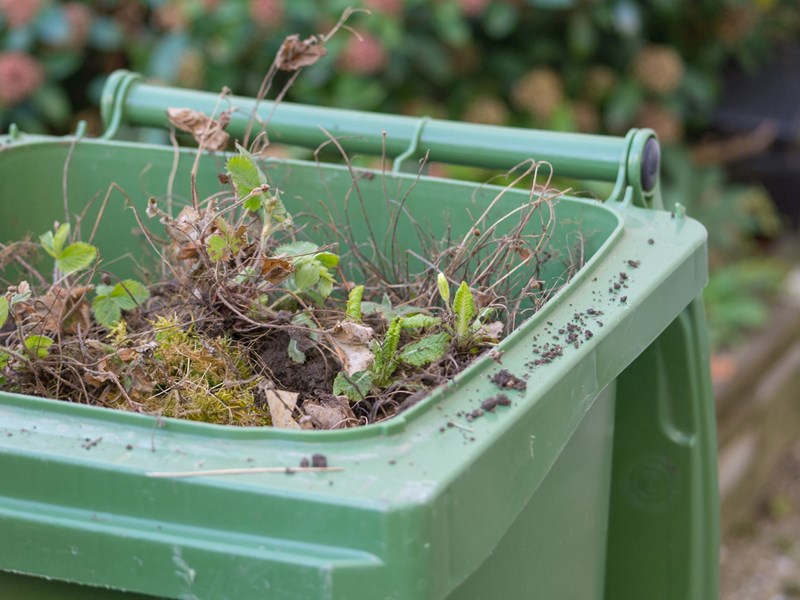 Good value' £52 charge for bin collection approved