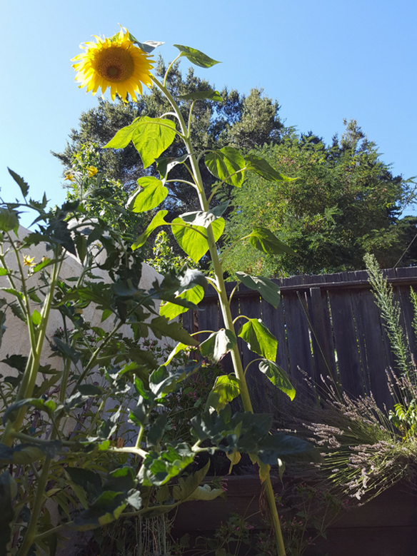 Giraffe sunflowers are the world's tallest summer colour!