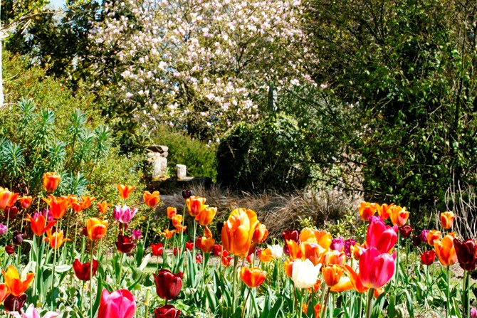 Great Comps tulips bright against the pale pink magnolia