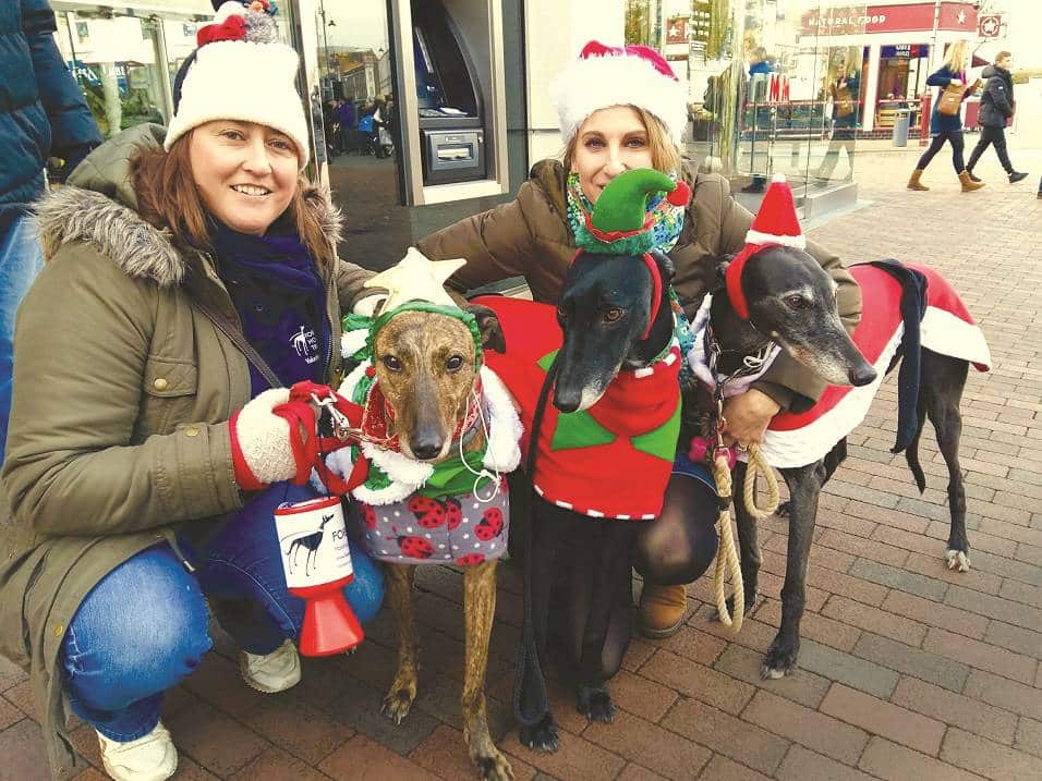 Santa Claws comes to town:Â Dogs need hugs and homes