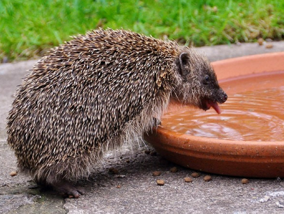 Slurping up slugs can be thirsty work for a hedgehog!