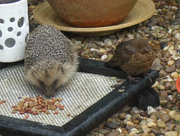 Hedgehogs will always appreciate a helping hand when it comes to finding their favourite food.