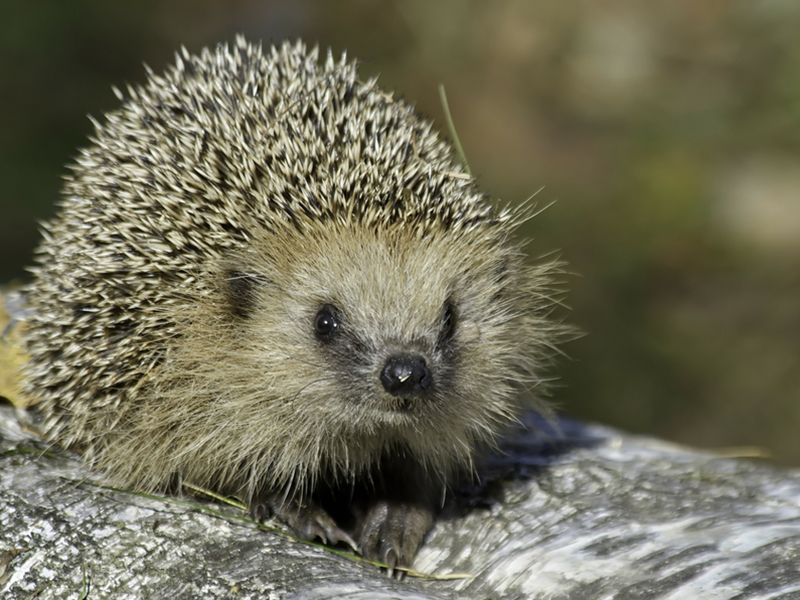 Hedgehogs will always appreciate a helping hand when it comes to finding their favourite food.