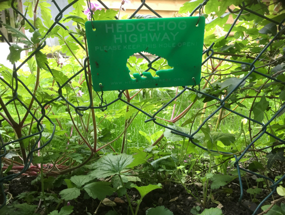 Hedgehog Street Advocates for Hedgehog Highways in garden fences.