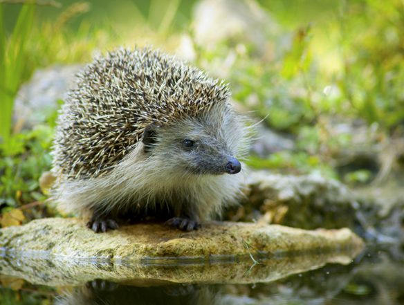 Hedgehogs need to stop for a drink, and occasionally a swim too!