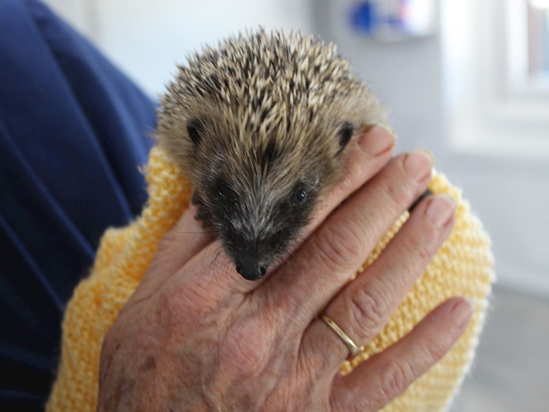 Hedgehog 2