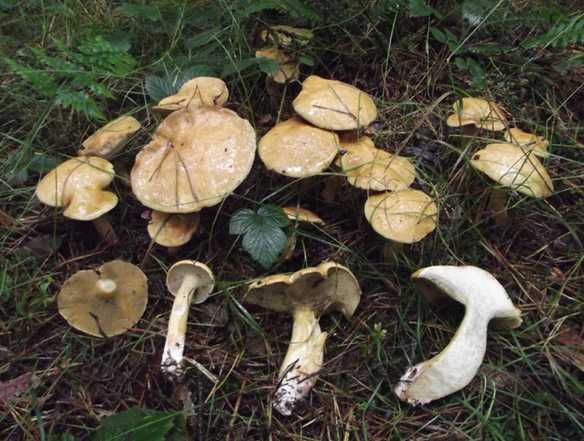 Jersey Cow Bolete is just one of a large genus of boletes in Kent and the High Weald