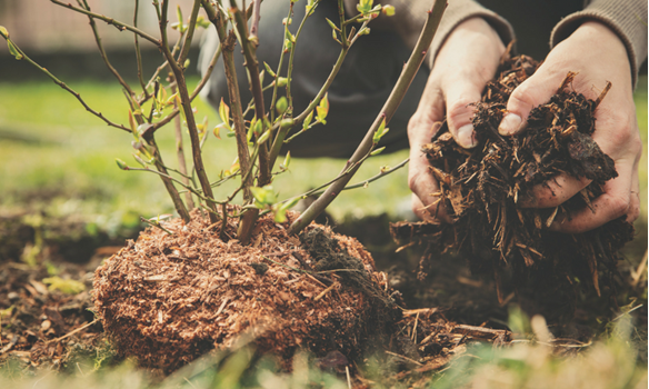 Mulching is a great way to boost nutrients in the soil when gardening.