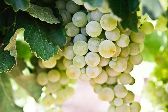Raise a glass to English Wine Week