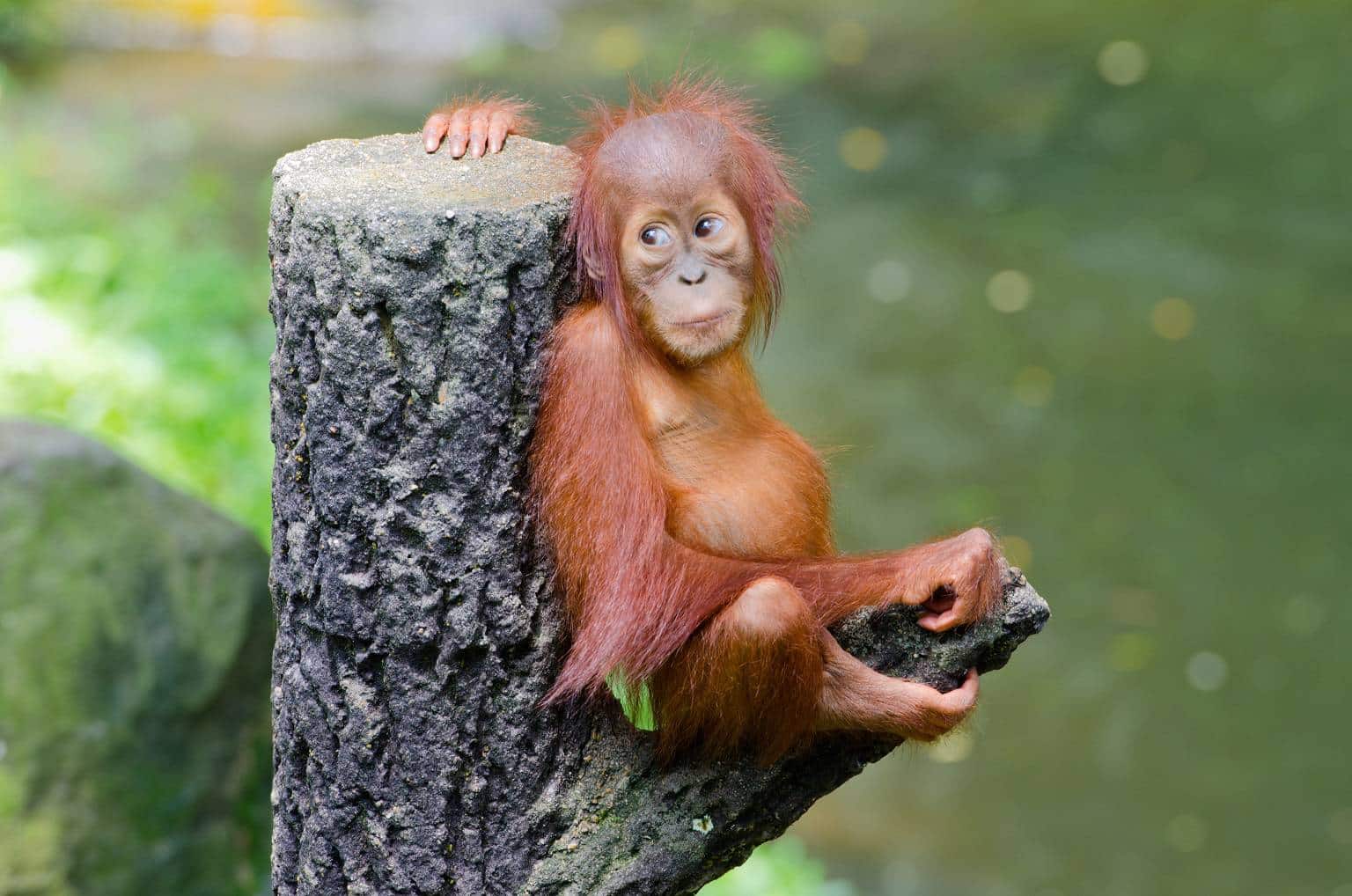 Baby apes rescued by charity