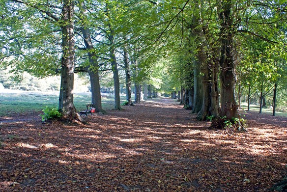 Royal Victoria Grove was planted in honour of Queen Victoria's visit to Tunbridge Wells