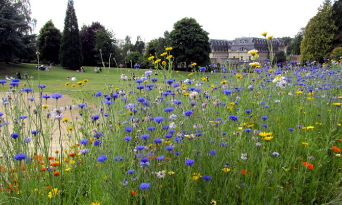 This display in Calverley in 2015 was a beautiful showing for Royal Tunbridge Wells in Bloom.