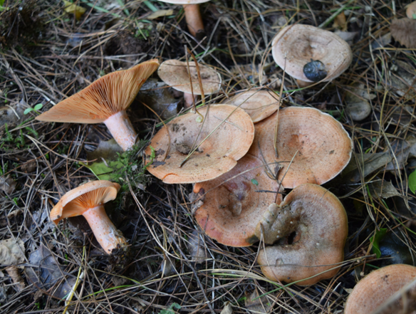 Saffron Milkcap is a personal favourite of Geoff Dann's and can be found in Kent and the High Weald