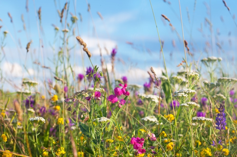 Wild times - sow a meadow in your garden