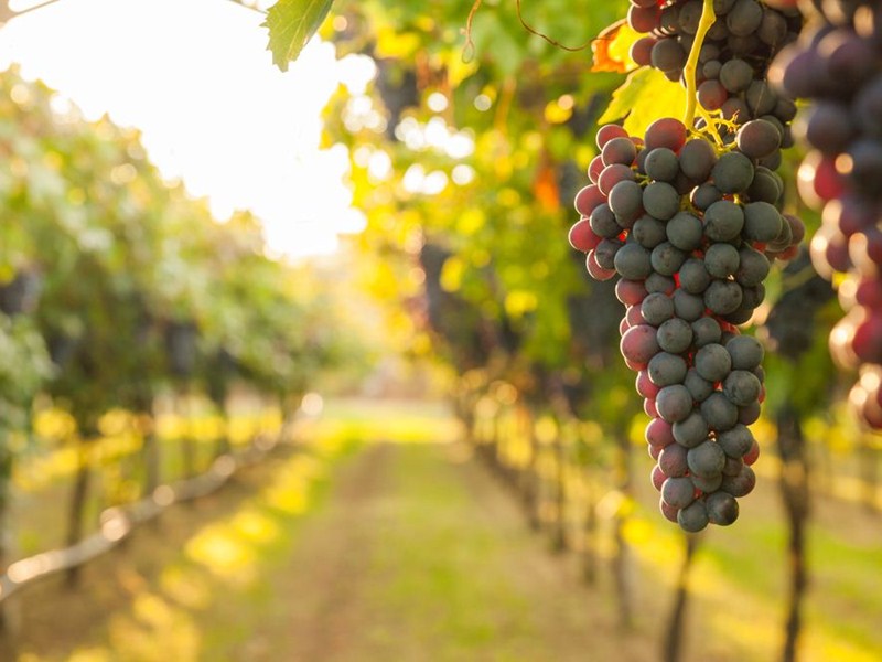 10 local vineyards to visit