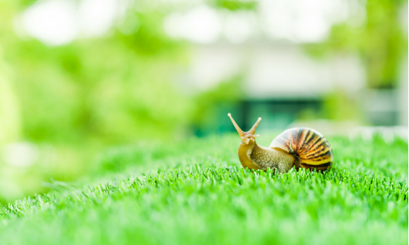 Slugs and snails are out in full force