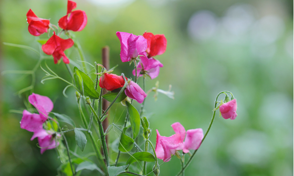 Sweet peas are colourful and fragrant - ideal summer colour