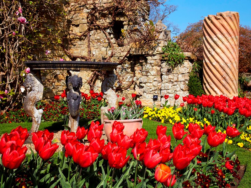 Great Comps tulips bright against the pale pink magnolia