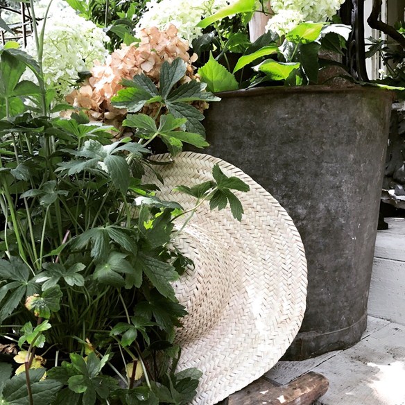 Plants and a hat