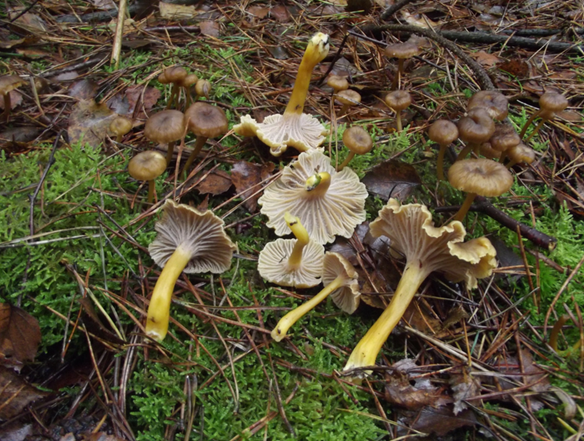 Winter Chanterelles can sometimes be found in vast quantities in Kent and the High Weald