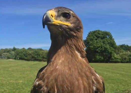 SCOOTED AWAY: Vespa the eagle