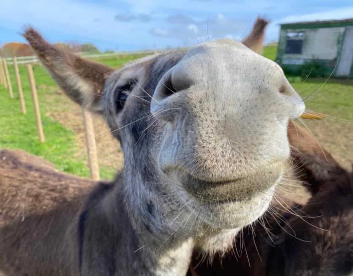 DONKEY WORK: A resident at Smiles for Miles