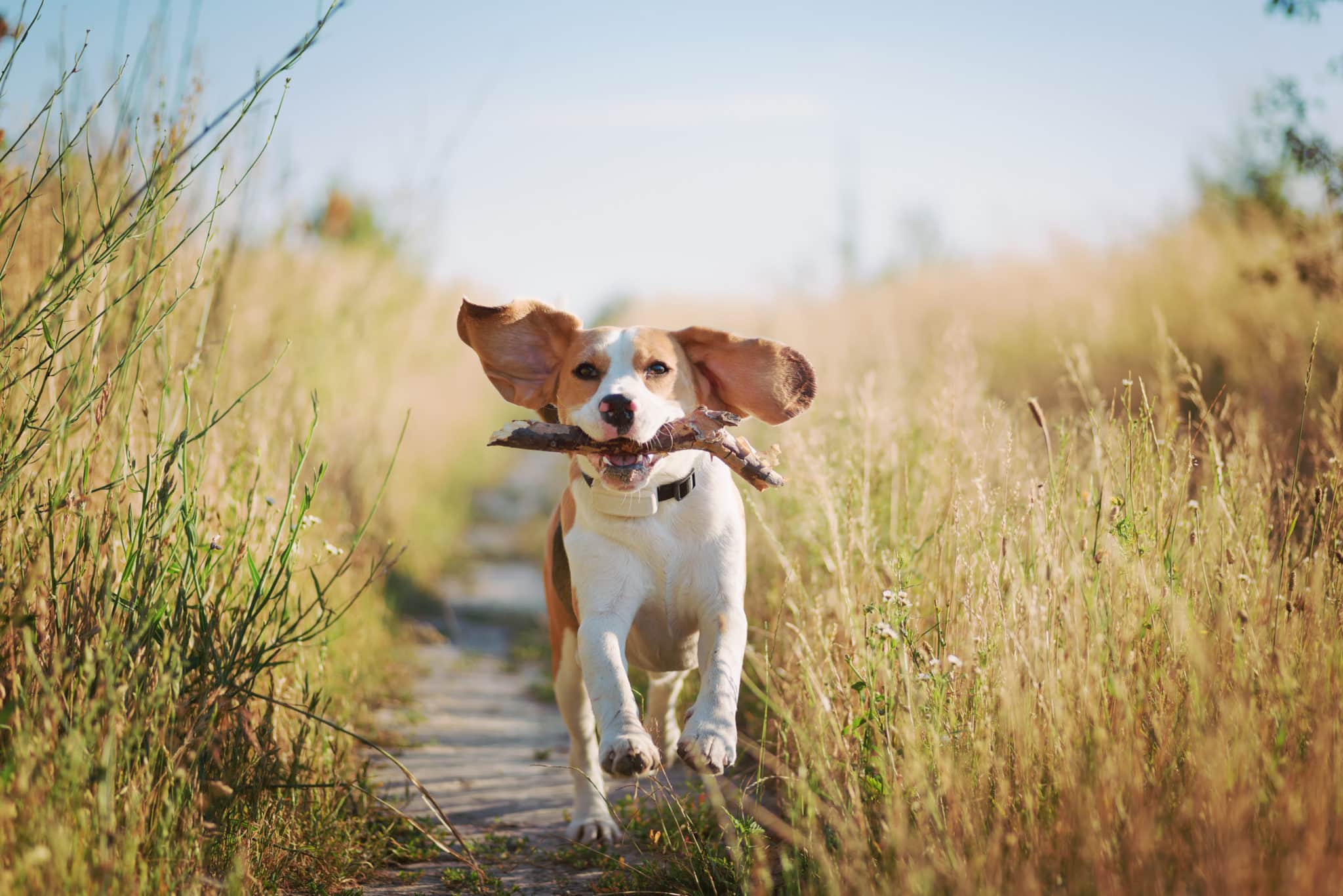 Happy beagle dog with flying ears running outdoors with stick in mouth. Active dog pet enjoying summer walk